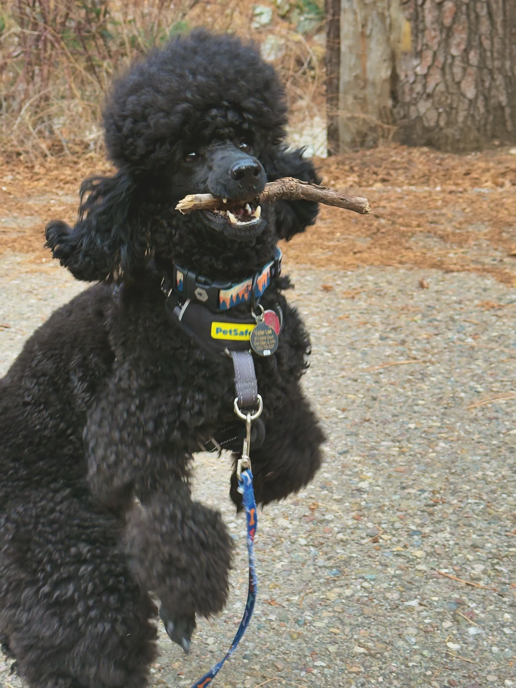 Vader proudly carrying a stick through the pine forest