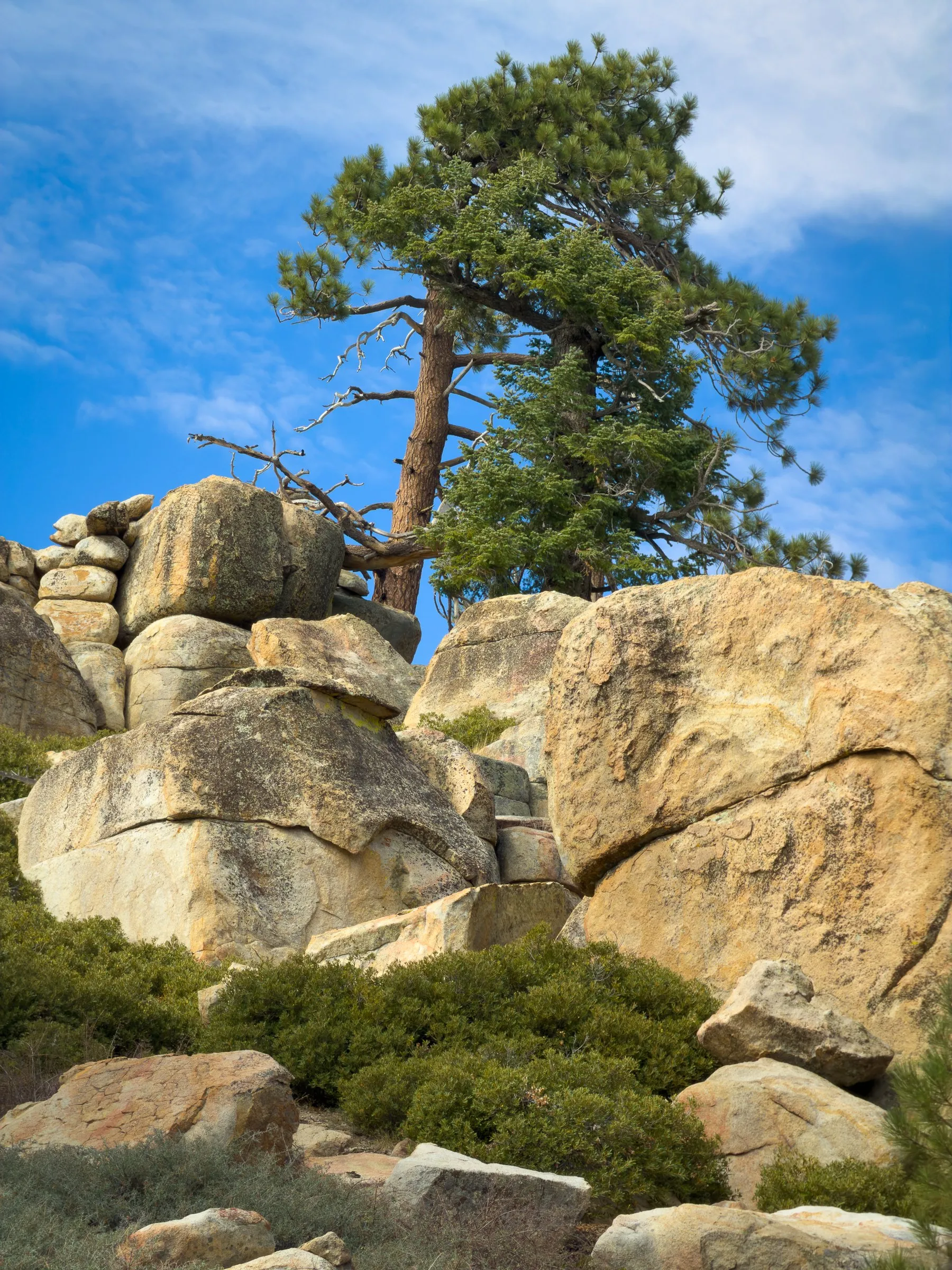 A pine tree growing on top of a pile of golden granite boulders