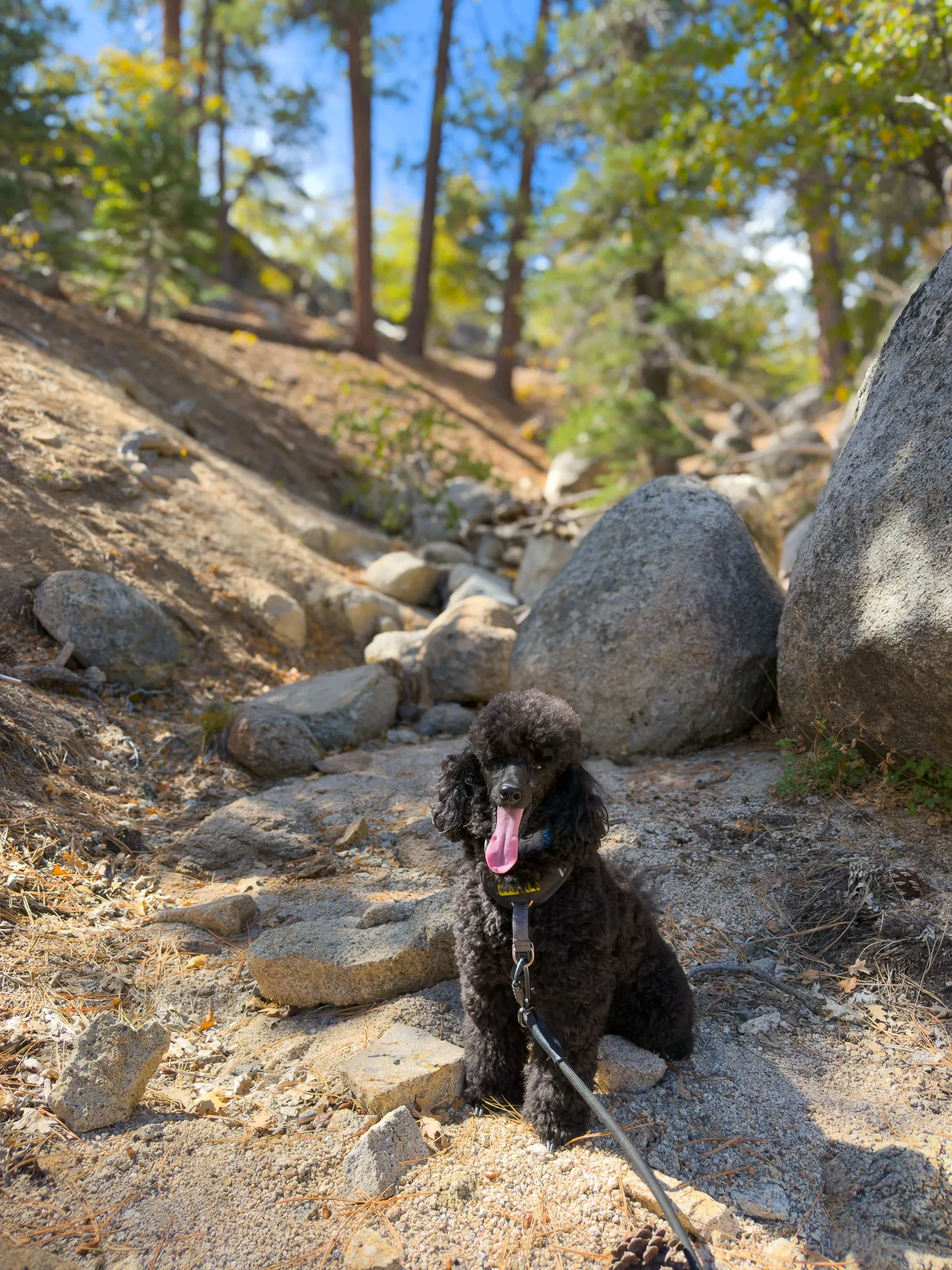 Vader sitting among granite boulders with his tongue out